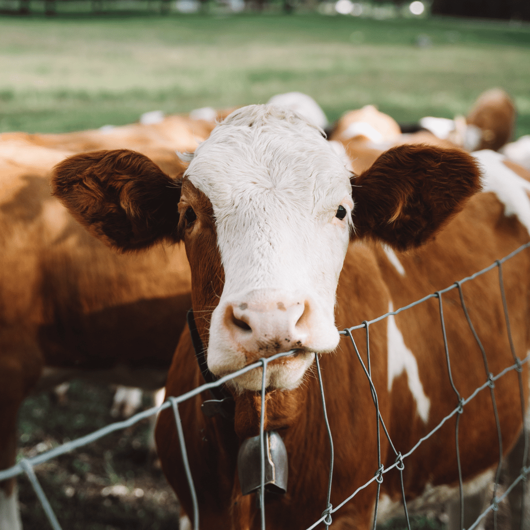 red and white cow in a field