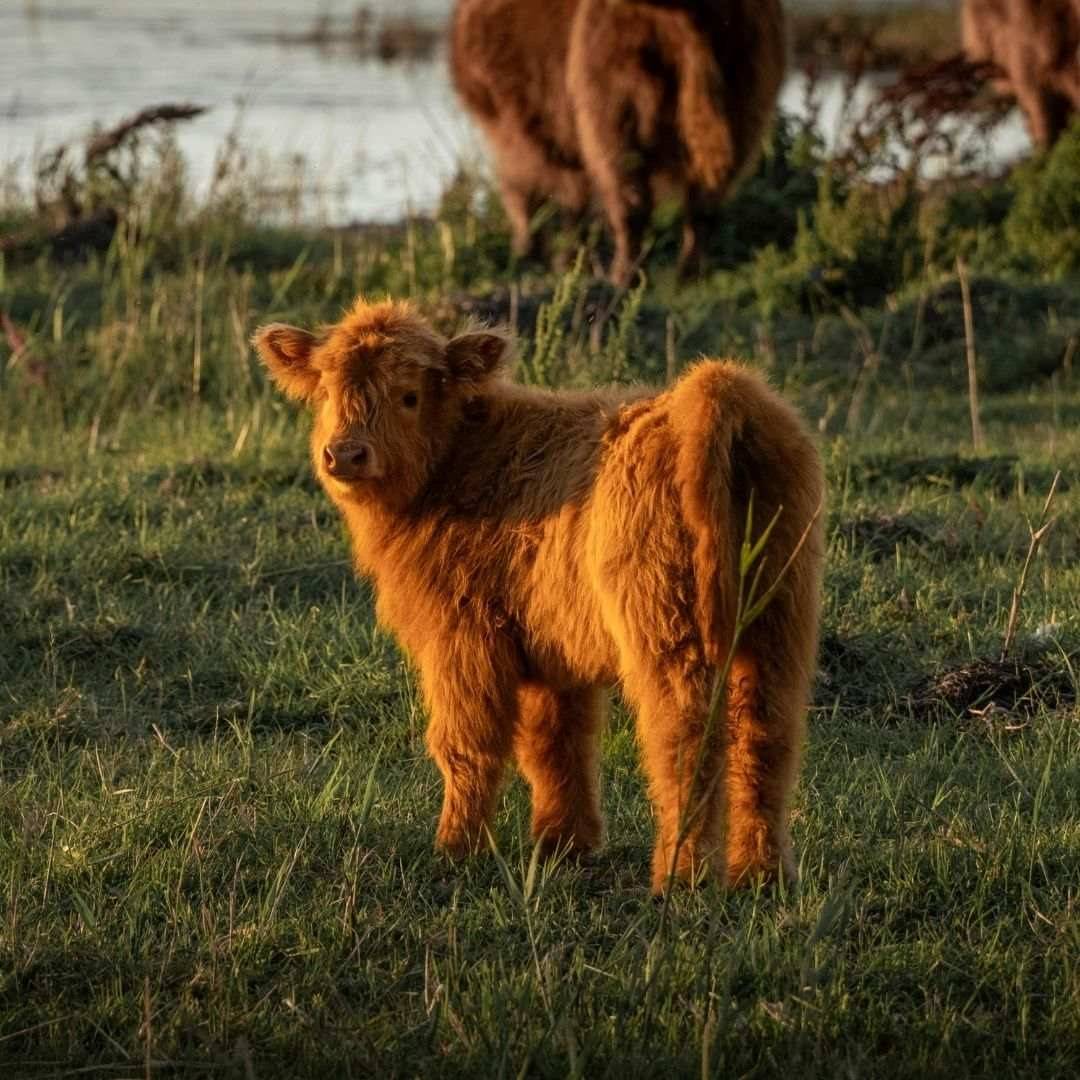 fluffy brown calf in grass