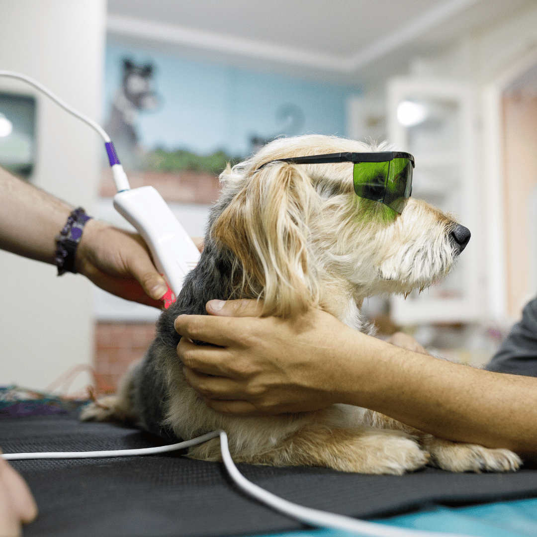 laser therapy dog wearing goggles and getting laser therapy treatment
