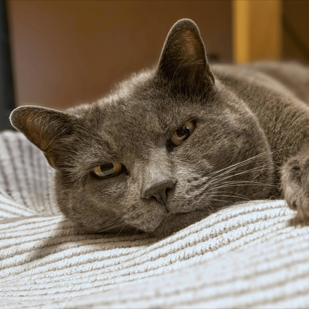 pet acupunture cat relaxing during acupuncture treatment