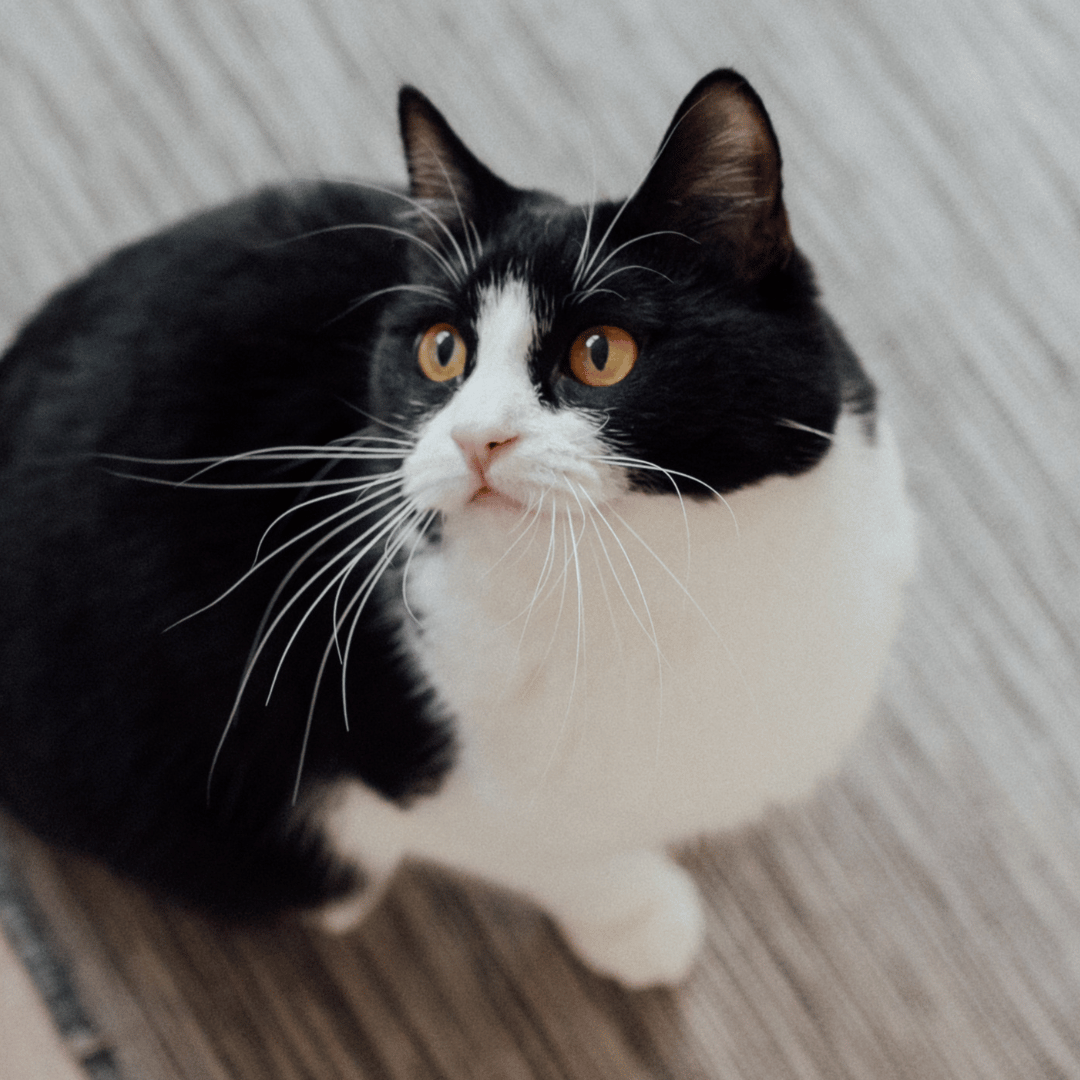 pet wellness tuxedo cat with bright orange eyes