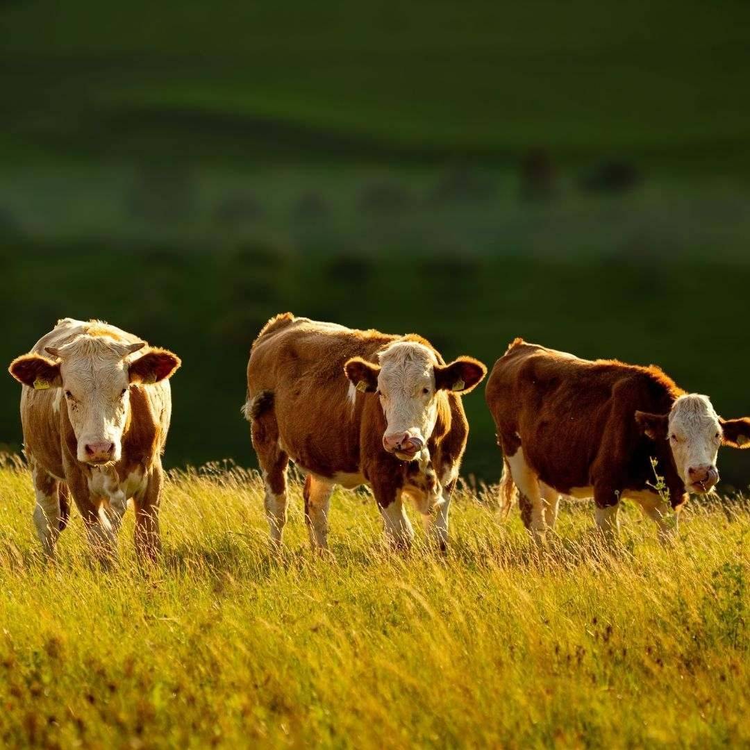 three cows in grass