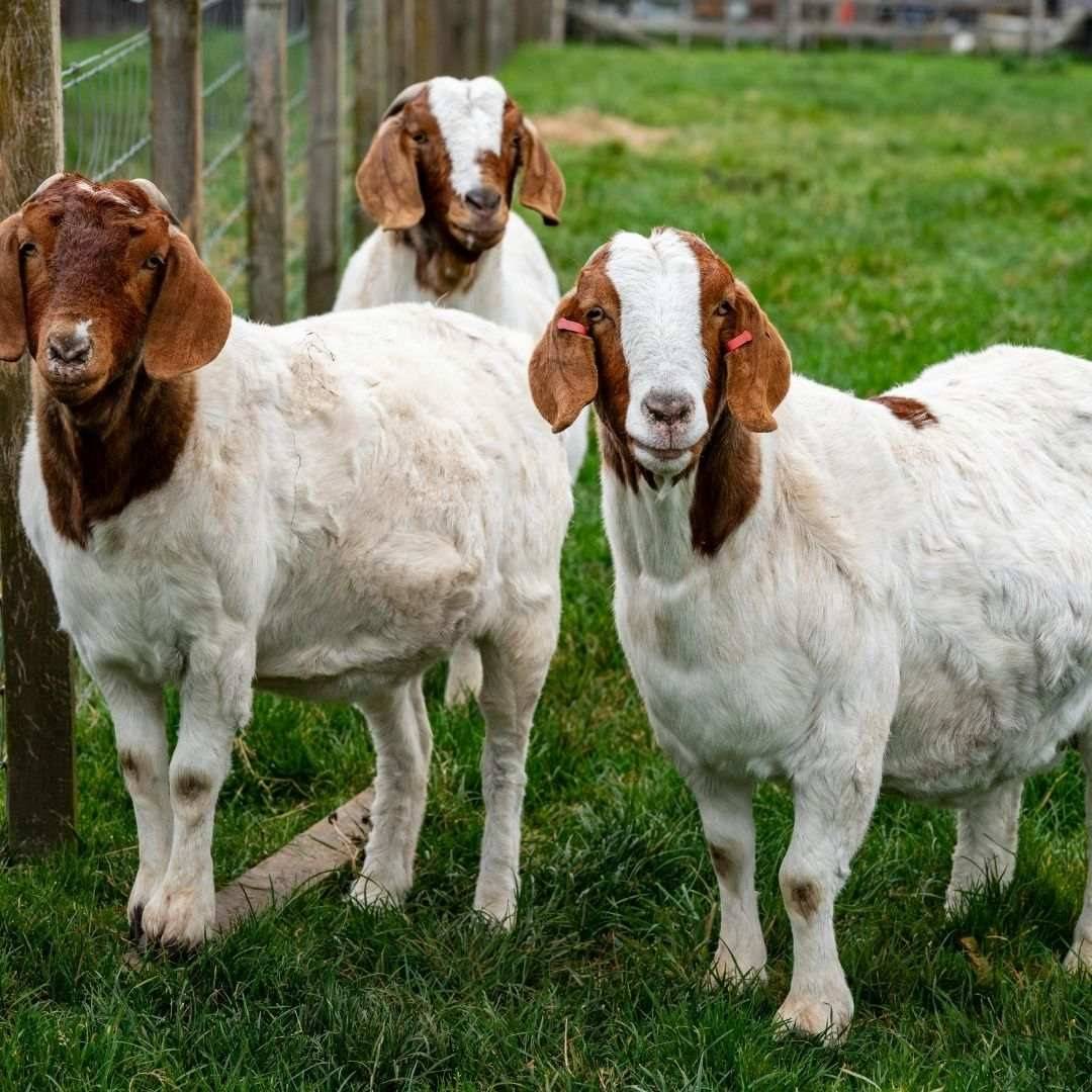 three goats in grass